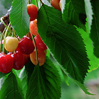 Icona Ciliegino Selvatico