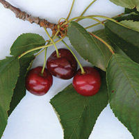 Icona Ciliegino