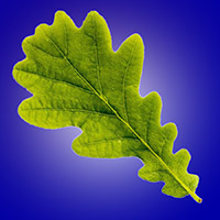 Icona Quercia Blu